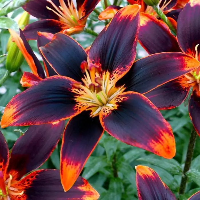 Lilium Asiatico 16/18 Unidade