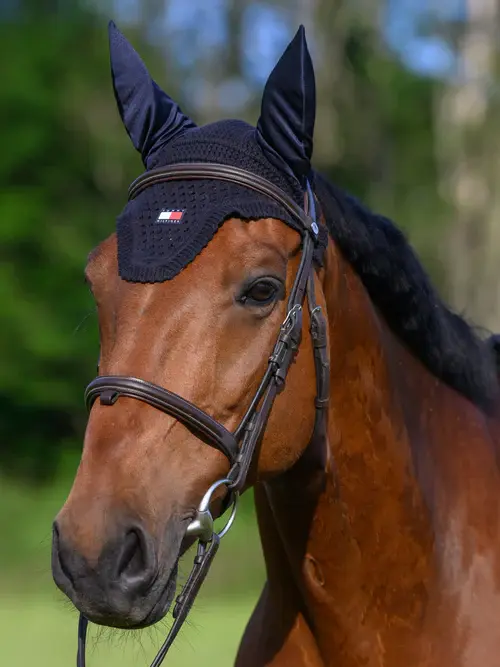 Orelheiras Lexington Tommy