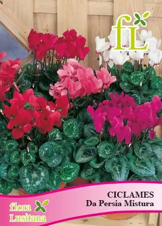 Ciclames da Pérsia Mistura