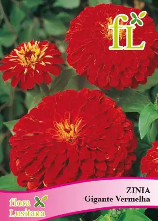 Zinia Gigante Vermelha