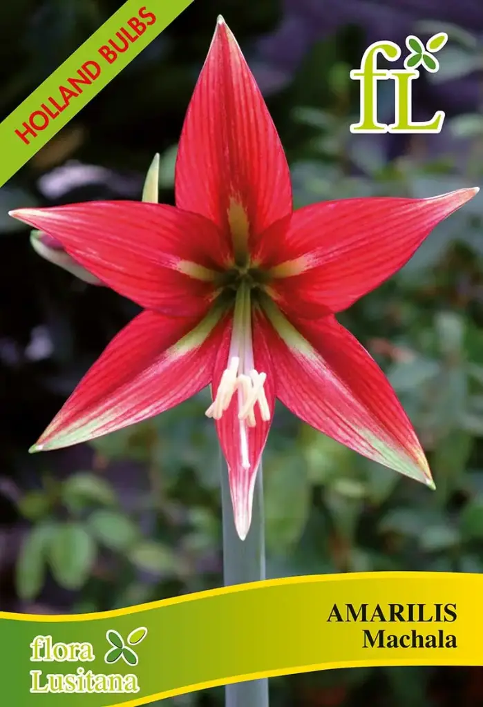 Amarilis Machala