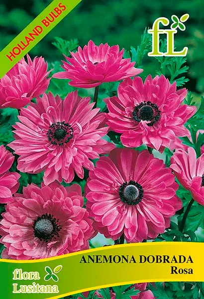 Anemona Dobrada Rosa