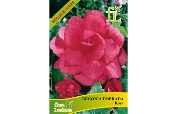 Begónia Dorbada Rosa