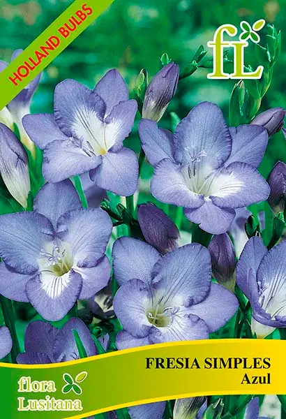 Fresia Simples Azul