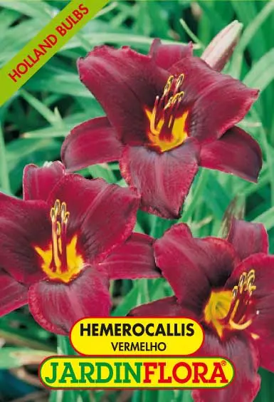 Hemerocallis Vermelho