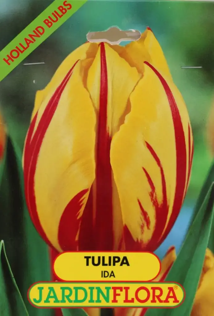 Tulipa Ida Amarelo/Vermelho