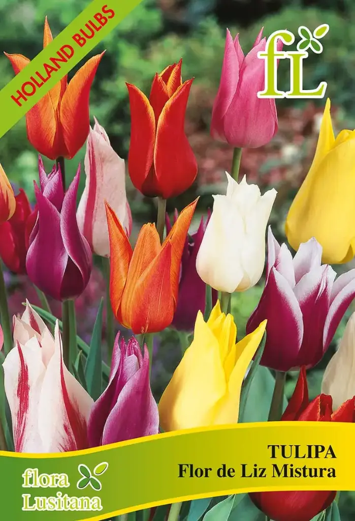 Tulipa Flor de Liz Mistura