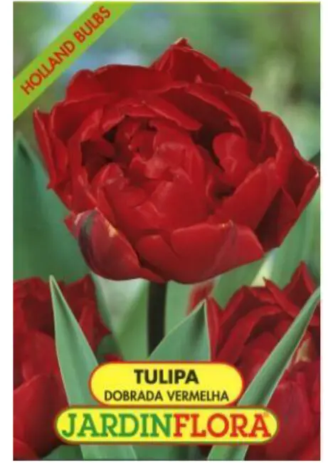 Tulipa Dobrada Vermelha