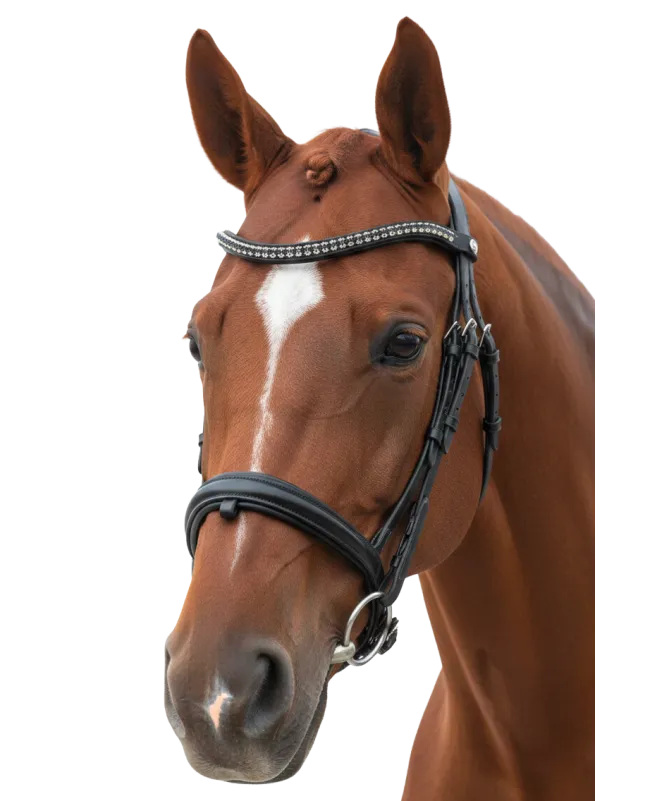 Cabeçada Dressage Canter Totilas