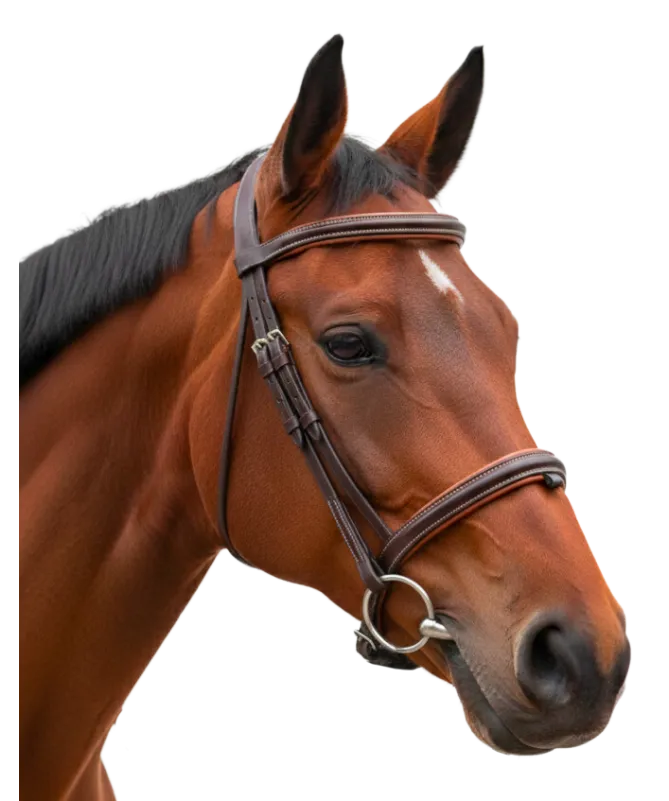 Cabeçada Canter Vagabond