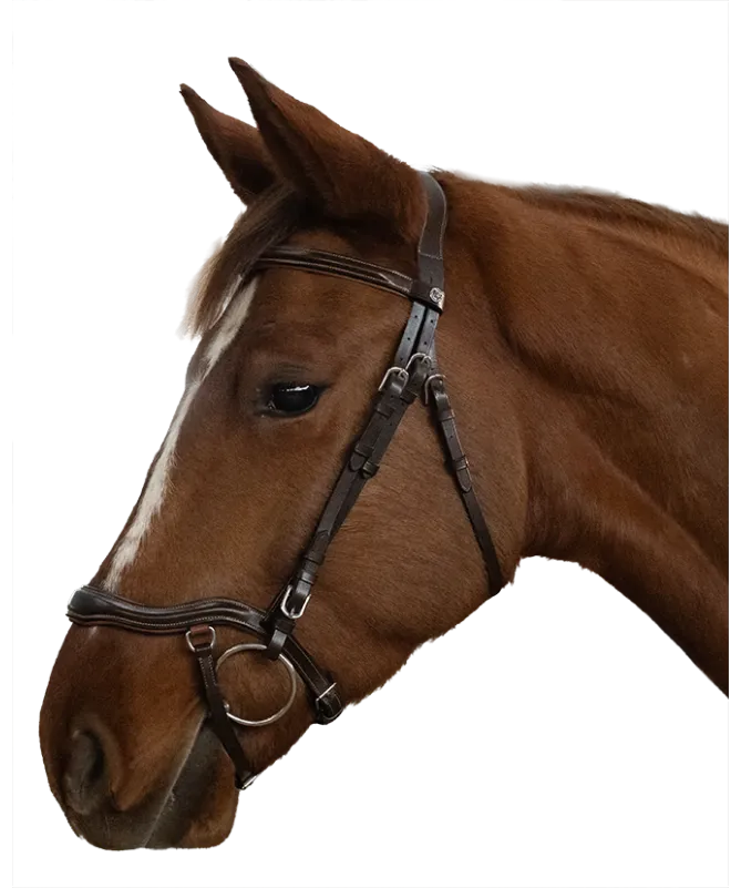 Cabeçada Canter Cayman