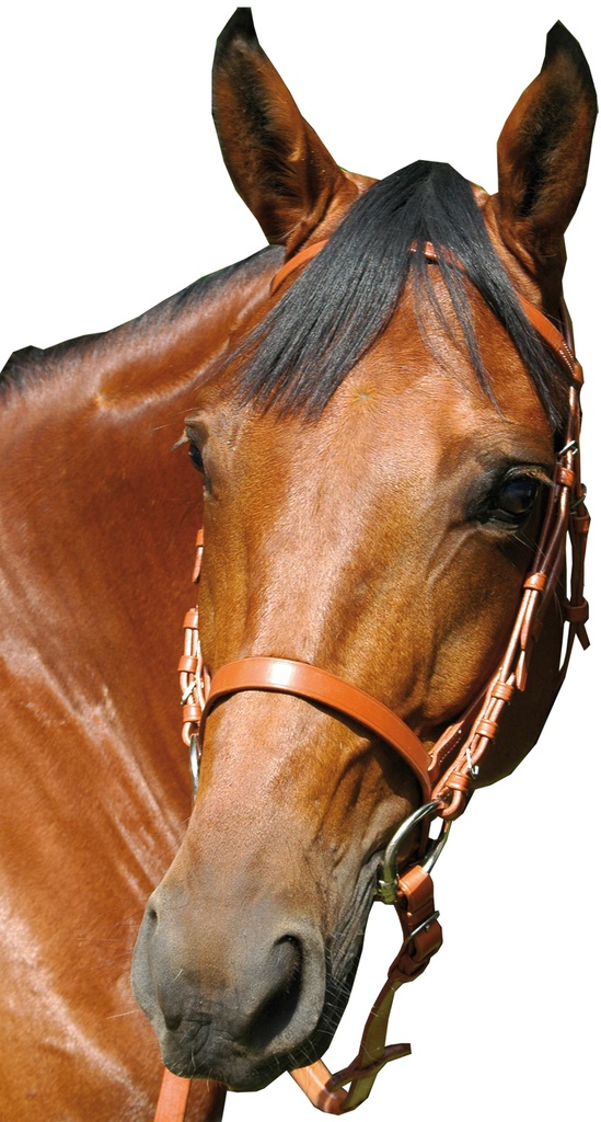 Cabeçada Race