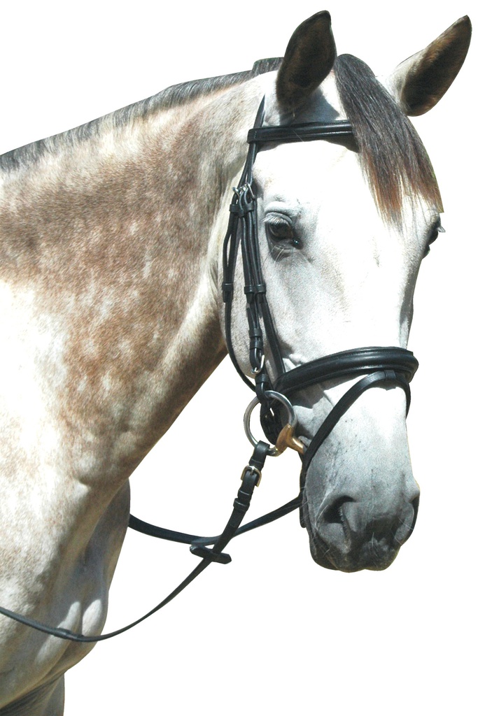 Cabeçada P.E. Le Touquet