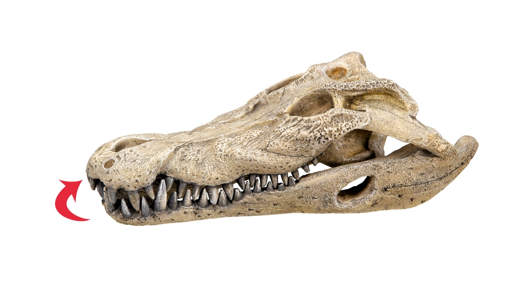 Decoração para Aquários, Lagos e Mesas "CROCODILE SCULL"
