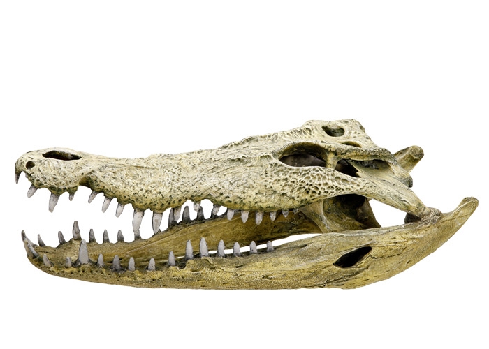 Decoração para Aquários, Lagos e Mesas "CROCODILE SCULL"