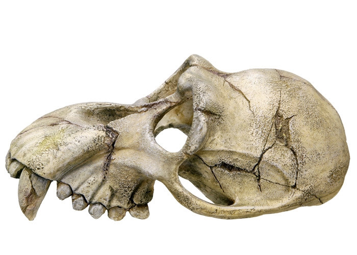 Decoração para Aquários, Lagos e Mesas "MONKEY SKULL"