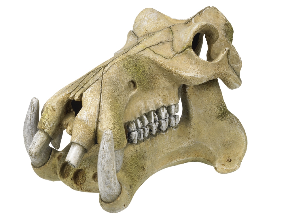 Decor Aqua "HIPPOPOTAMUS SKULL"