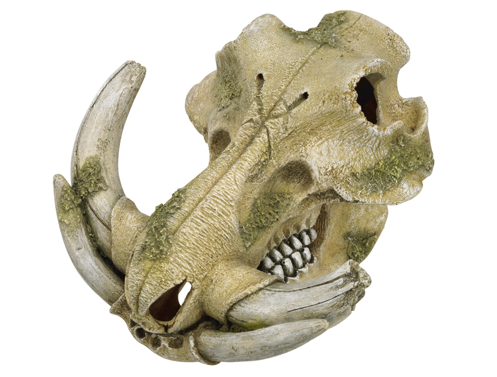 Decor Aqua "WARTHOG SKULL"