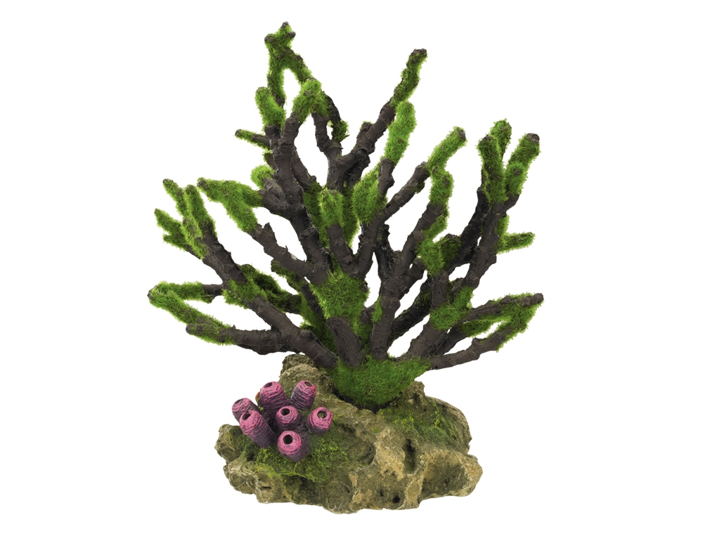 Decor Aqua com musgo "Coral" 