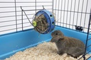 Racks para Alimentação "Bunny Toy"