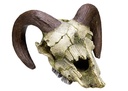 Decoração para Aquários, Lagos e Mesas "RAM SKULL"