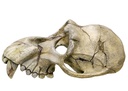 Decoração para Aquários, Lagos e Mesas "MONKEY SKULL"