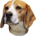 Autocolante Beagle