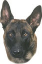 Autocolante Malinois