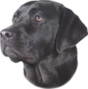 Autocolante Labrador Preto
