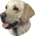 Autocolante Labrador Beje
