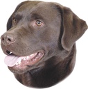 Autocolante Labrador Castanho