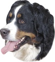 Autocolante Cão da Montanha Bernês