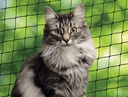 Rede Segurança Gato