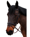 Cabeçada Canter Mylord