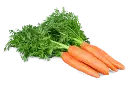 Cenouras