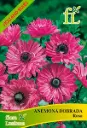 Anemona Dobrada Rosa