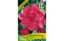 Begónia Dorbada Rosa
