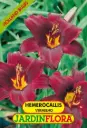 Hemerocallis Vermelho