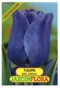 Tulipa Bleu Aimable