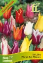 Tulipa Flor de Liz Mistura